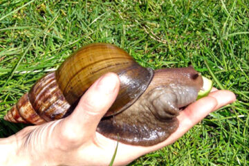 Advantages And Disadvantages Of Snail Farming