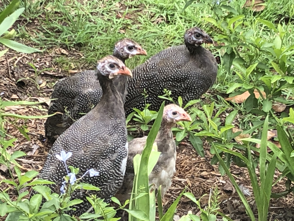 Advantages Of Rearing Guinea Fowl