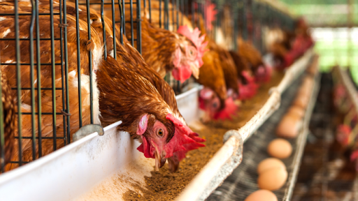 Best Chicken Feed For Laying Hens