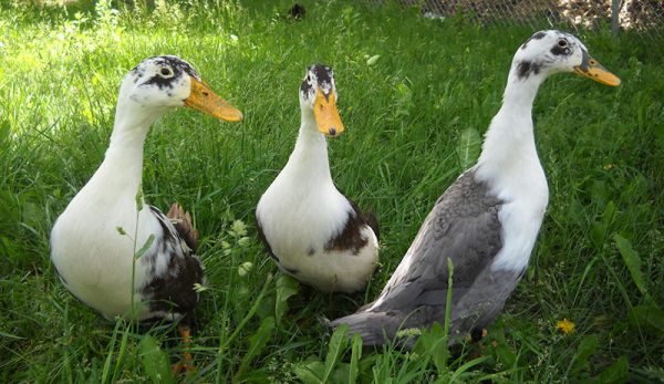 Choosing a Duck Breed for Beginners