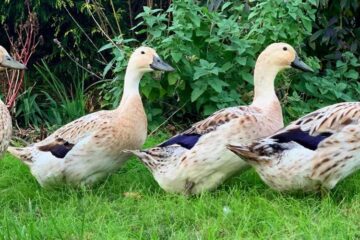 Commercial Duck Meat Farming Guide For Beginners