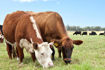 Cow Farming Tips For Raising Cattle On Pasture