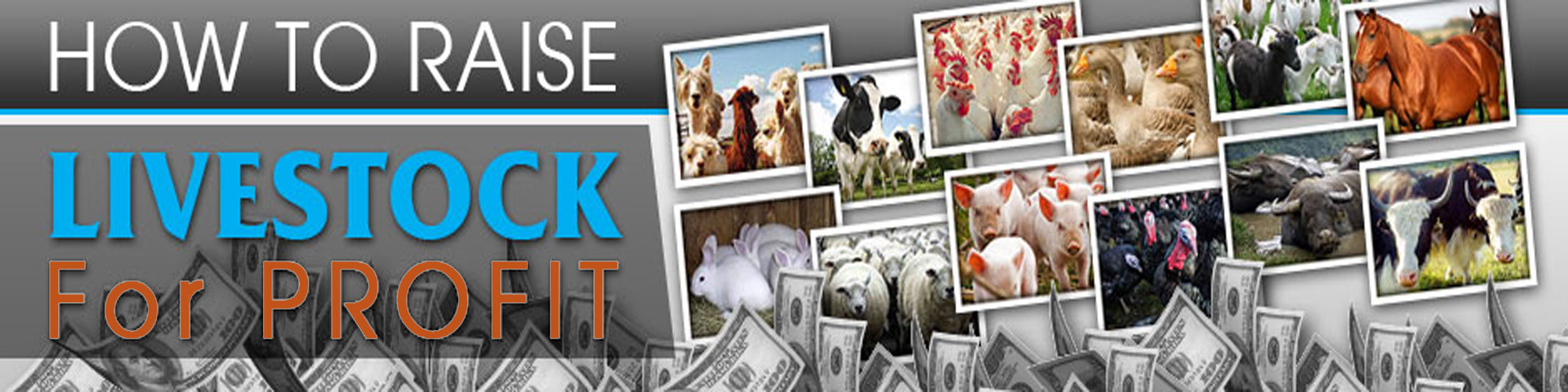 How To Raise Livestock For Profit