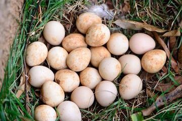 Hatching Guinea Fowl Eggs Without An Incubator