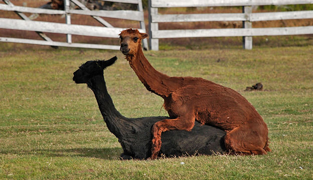 How Long Does It Take For Alpacas To Mate