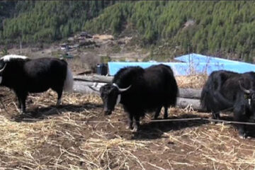 How Many Species Of Yaks Are There?