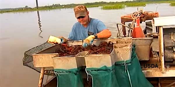 How Much Do Crawfish Farmers Make