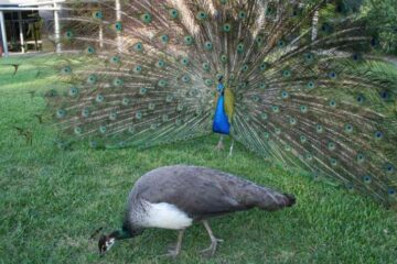 How Much Do Peacocks Eat A Day