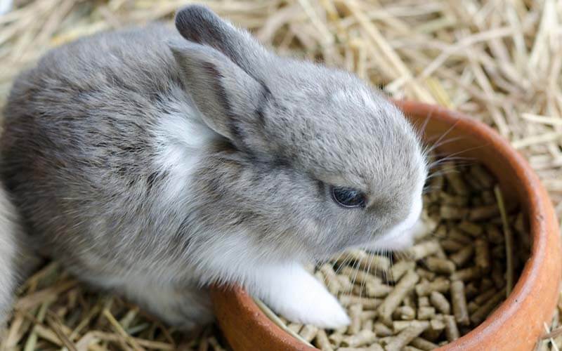 How Much Do You Feed A Rabbit A Day?