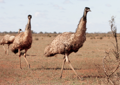 How To Care For Emus