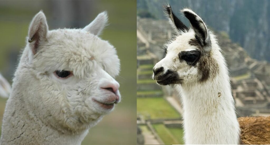 How To Care For Llamas And Alpacas