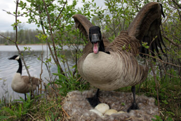 How To Control Goose Nesting