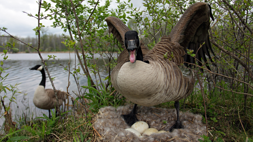 How To Control Goose Nesting