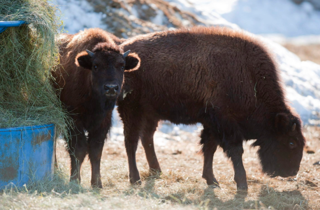 How To Feed Bison
