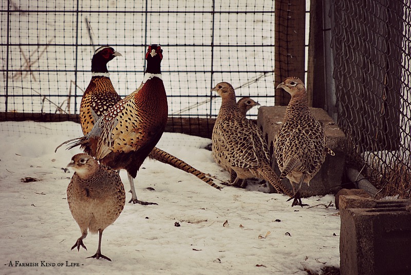 How To Keep Pheasants On Your Property