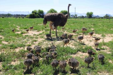How To Raise Ostrich Chicks