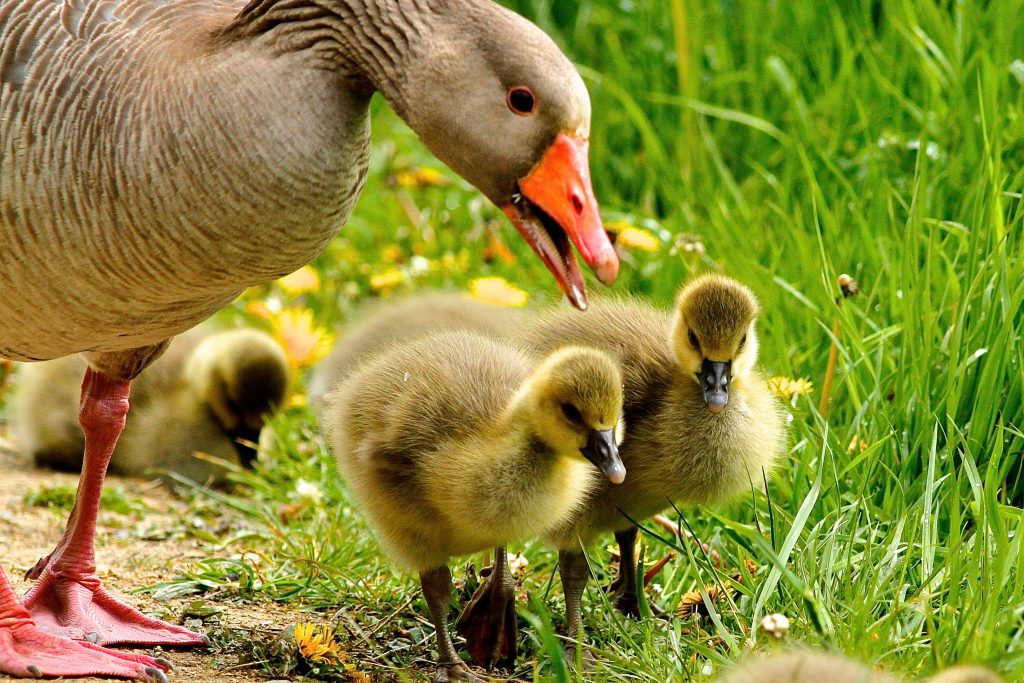 How To Raise Your Own Goslings