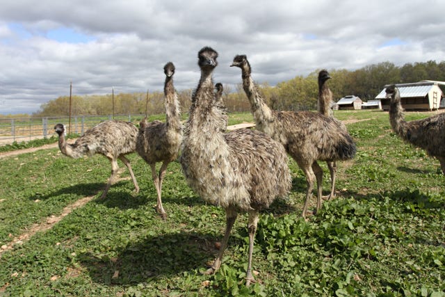 How To Start An Emu Farming Business