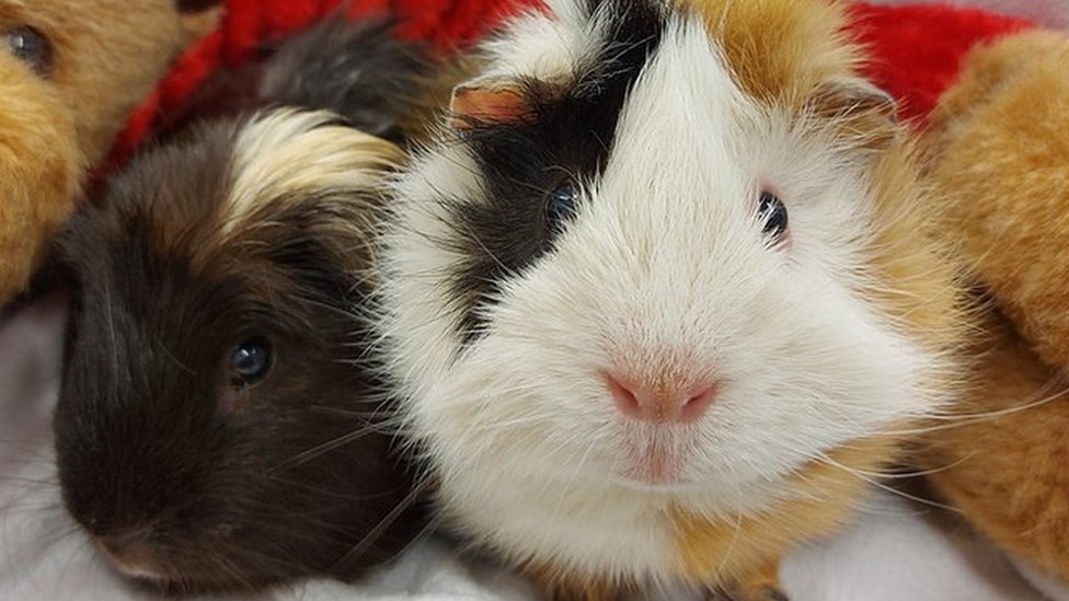 How to take care of a guinea pig for beginners