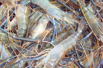 Nutrition Of Freshwater Prawns Grown In Ponds