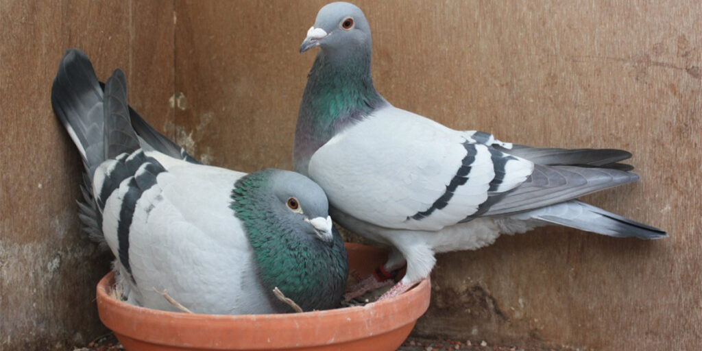 Pigeon Breeding Tips For Beginners