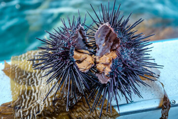 Sea Urchin Fishing Tips