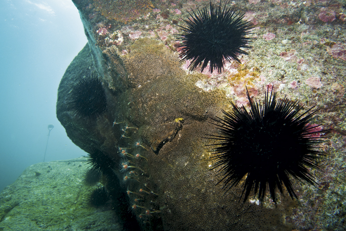 Sea Urchin Reproduce Sexually Or Asexually