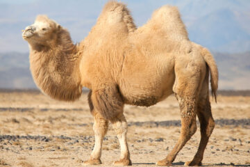 The Advantages Of Camels Over Other Livestock