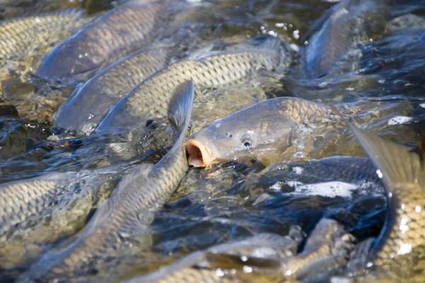 Tilapia Fish Handling And Marketing