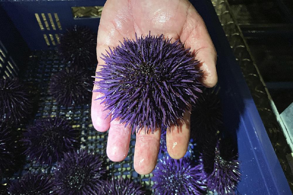 What Are Sea Urchins Good For?
