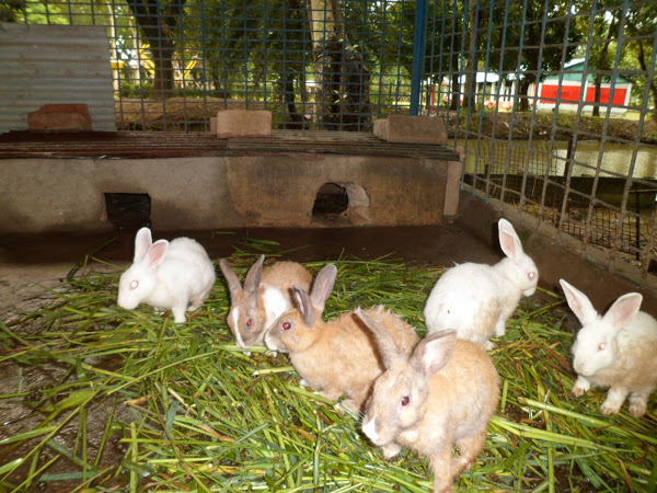 What Is The Best Housing For Rabbits
