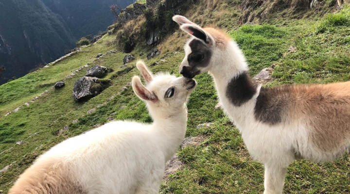 What Is The Purpose Of Raising Llamas?