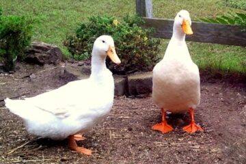 Why You Should Raise Ducks For Meat