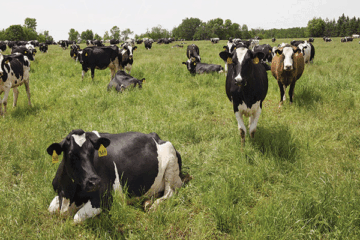 How profitable is livestock business?