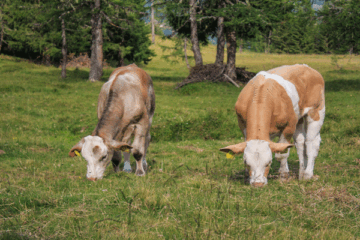 How do you raise livestock farm animals for Basic 5?