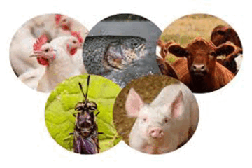 Do you need a license to farm livestock?