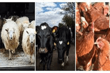 Is livestock farming a good business?