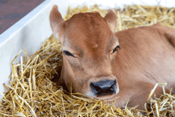 Which livestock farming is most profitable in South Africa?