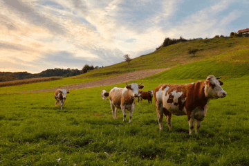 What are the best livestock farming?