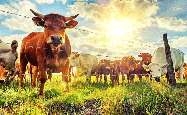 Why livestock is a good investment?